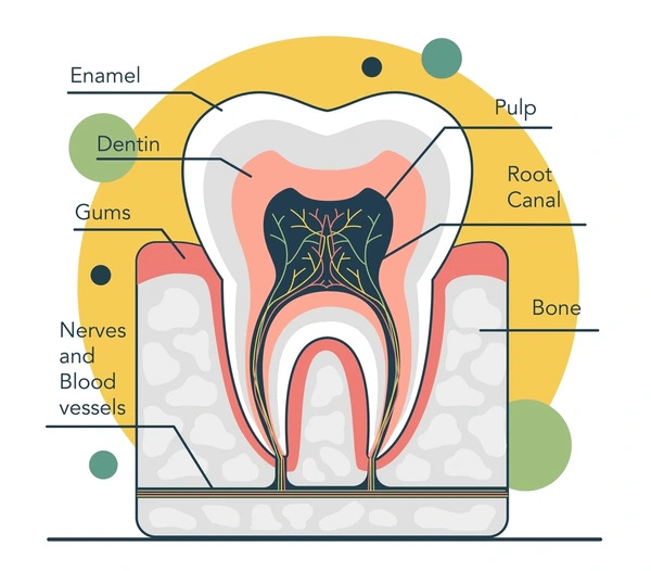 Diagram-of-human-tooth-anatomy-showing-enamel-and-dentin-layers