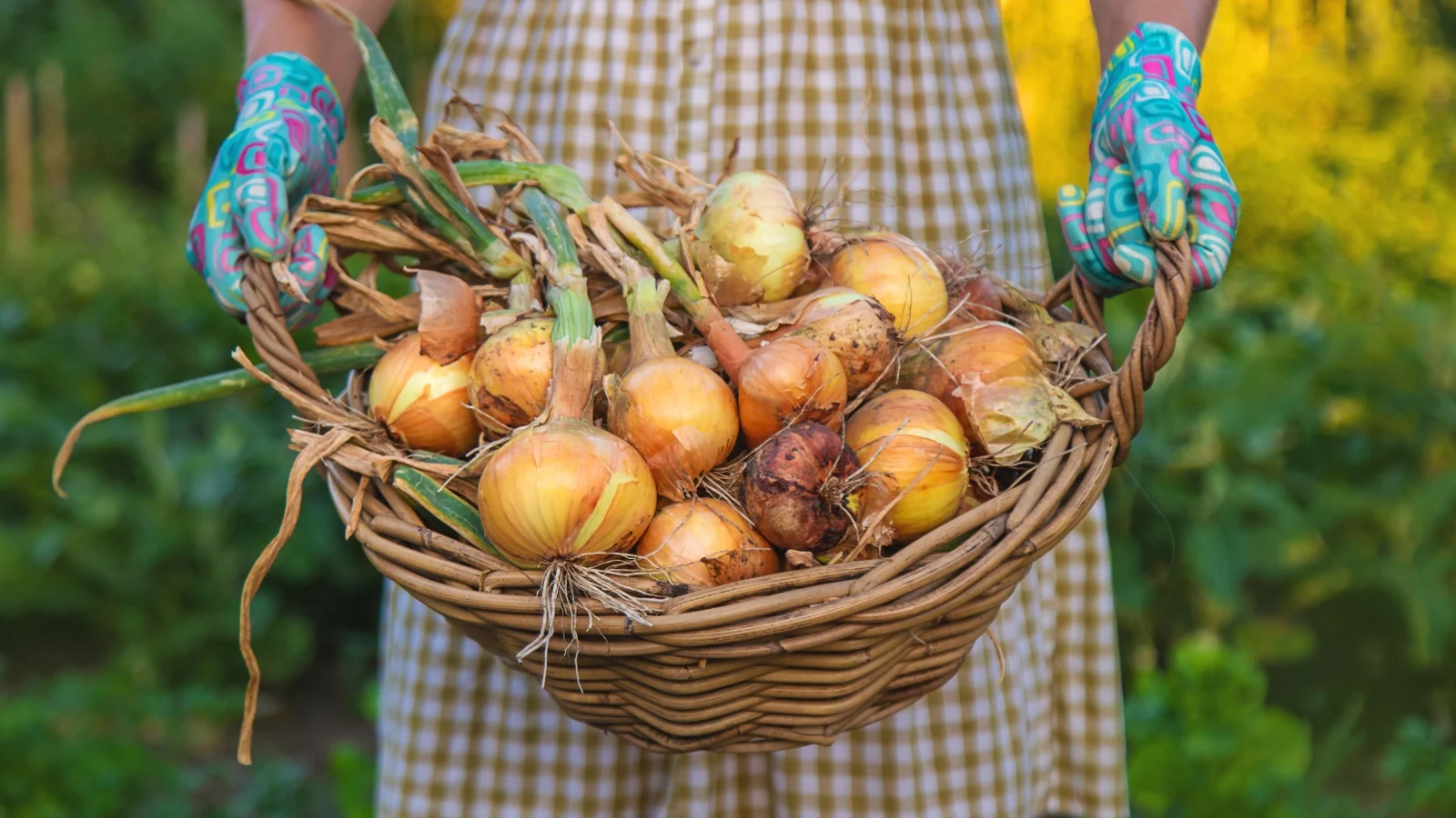 when-to-plant-onions